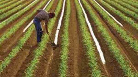 آبیاری-سطحی-در-گندم