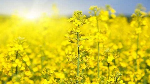 سرمازدگی-در-کلزا