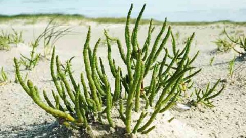 راهکارهای-استفاده-از-آب-شور-در-کشاورزی