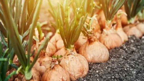 تاریخچه-کاشت-پیاز