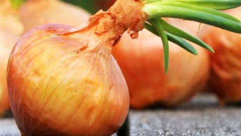 برداشت-و-انبار-داری-پیاز
