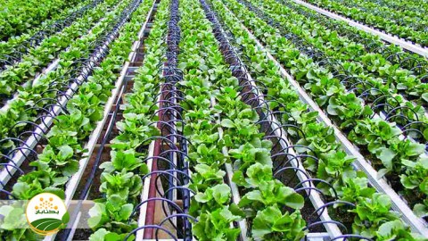 موضوع-بهره-وری-آب-با-استفاده-از-سیستم-های-نوین-آبیـاری-بخش-چهارم