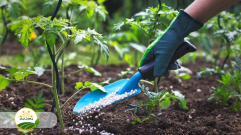 موضوع-مبحث-تغذیه-گیاهی-بخش-دوم