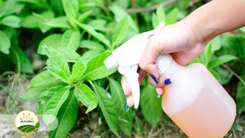 موضوع-مبحث-تغذیه-گیاهی-بخش-سوم