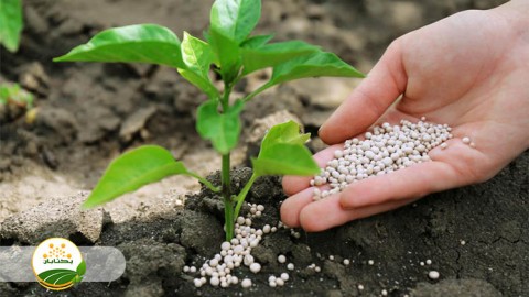 موضوع-مبحث-تغذیه-گیاهی-بخش-دوم-مهمان-دوم