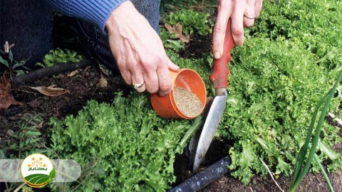 موضوع-مبحث-تغذیه-گیاهی-بخش-سوم-مهمان-دوم