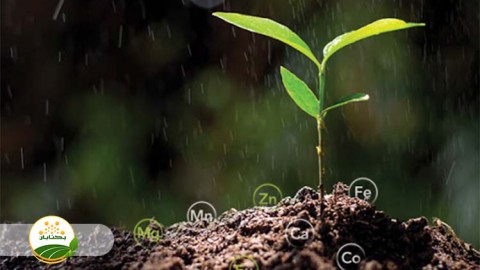 موضوع-مبحث-تغذیه-گیاهی-بخش-ششم-مهمان-دوم