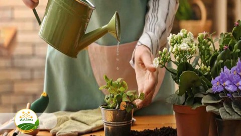 موضوع-مبحث-تغذیه-گیاهی-بخش-نهم-مهمان-دوم-سوالات-کشاورز