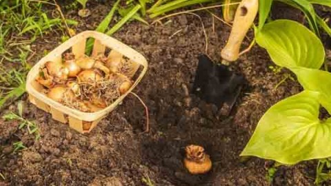 مشخصات-بذر-مناسب-برای-کشت-پیاز