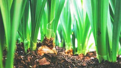 مشخصات-گیاهشناسی-پیاز