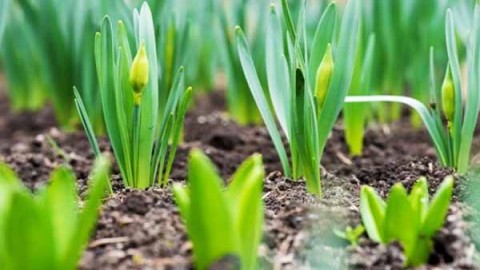 جایگاه-کشت-پیاز-و-اهمیت-آن-در-ایران