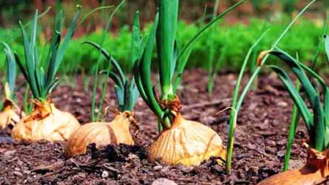 تاریخچه-کاشت-پیاز-1