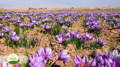 موضوع-زعفران-قسمت-دوم