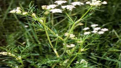 کنترل-علف-های-هرز-زیره-سبز