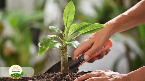 موضوع-مبحث-نهال-بخش-چهارم-مهمان-دوم