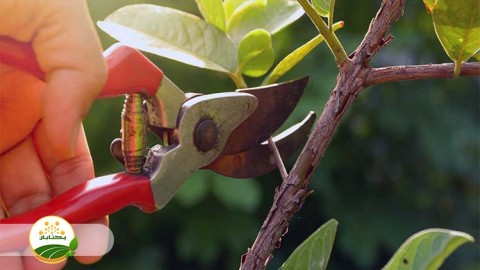 روش-های-صحیح-هرس-درختان-هسته-دار-و-دانه-دار-بخش-سوم-مهمان-اول