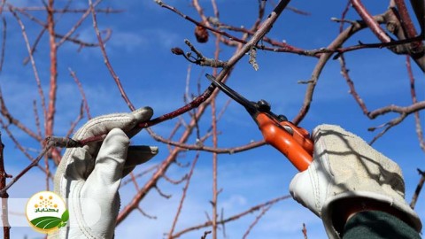 روش-های-صحیح-هرس-درختان-هسته-دار-و-دانه-دار-بخش-پنجم-مهمان-اول