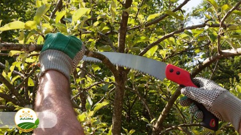 روش-های-صحیح-هرس-درختان-هسته-دار-و-دانه-دار-بخش-ششم-مهمان-اول