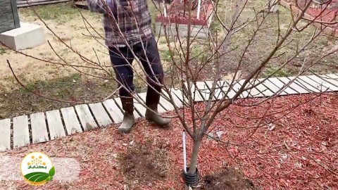 روش-های-صحیح-هرس-درختان-هسته-دار-و-دانه-دار-بخش-اول-مهمان-دوم