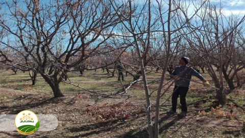 روش-های-صحیح-هرس-درختان-هسته-دار-و-دانه-دار-بخش-دوم-مهمان-دوم