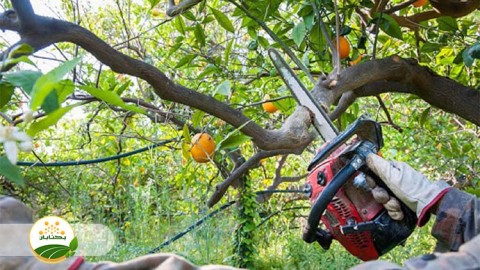 روش-های-صحیح-هرس-درختان-هسته-دار-و-دانه-دار-بخش-سوم-مهمان-دوم