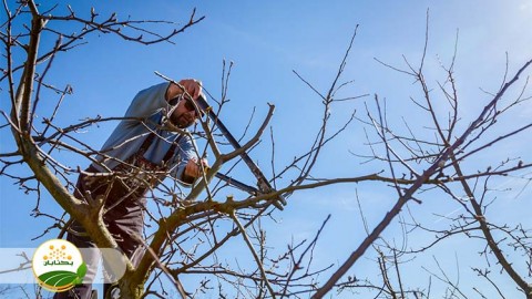 روش-های-صحیح-هرس-درختان-هسته-دار-و-دانه-دار-بخش-چهارم-مهمان-دوم