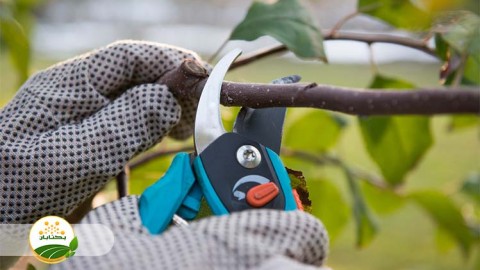 روش-های-صحیح-هرس-درختان-هسته-دار-و-دانه-دار-بخش-پنجم-مهمان-دوم