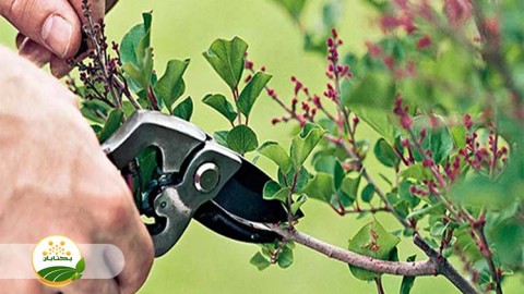 روش-های-صحیح-هرس-درختان-هسته-دار-و-دانه-دار-بخش-ششم-مهمان-دوم