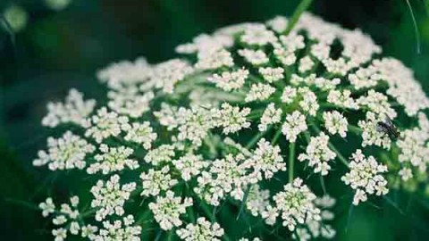 آشنایی-با-آفات-زیره-سبز-و-روش-های-کنترل-آن-ها