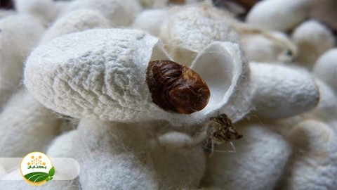 احیا-و-توسعه-نوغانداری-بخش-اول-مهمان-اول