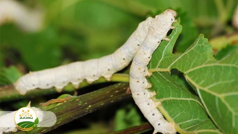 احیا-و-توسعه-نوغانداری-بخش-دوم-مهمان-اول