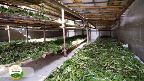 احیا-و-توسعه-نوغانداری-بخش-سوم-مهمان-اول