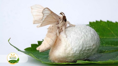 احیا-و-توسعه-نوغانداری-بخش-پنجم-مهمان-اول