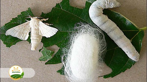 احیا-و-توسعه-نوغانداری-بخش-ششم-مهمان-اول