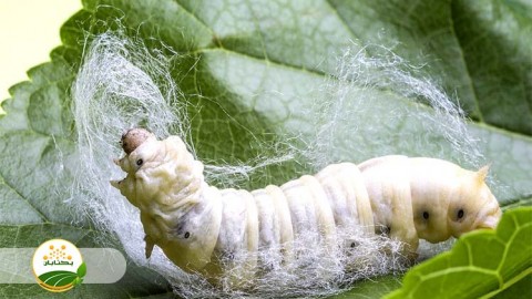 احیا-و-توسعه-نوغانداری-بخش-هفتم-مهمان-اول