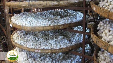 احیا-و-توسعه-نوغانداری-بخش-دوم-مهمان-دوم