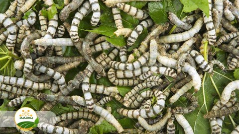 احیا-و-توسعه-نوغانداری-بخش-سوم-مهمان-دوم