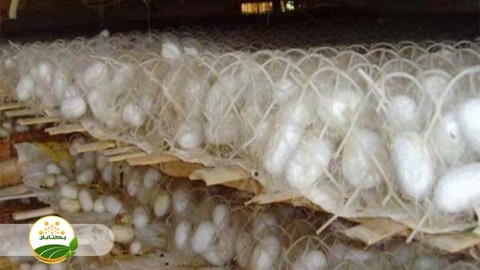 احیا-و-توسعه-نوغانداری-بخش-چهارم-مهمان-دوم