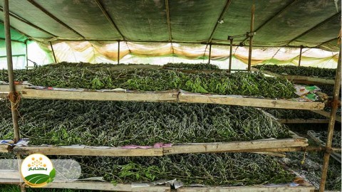 احیا-و-توسعه-نوغانداری-بخش-پنجم-مهمان-دوم