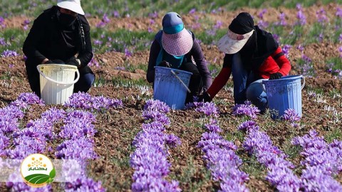 موضوع-زعفران-قسمت-سوم