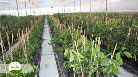 موضوع-مبحث-نهال-بخش-سوم-مهمان-سوم