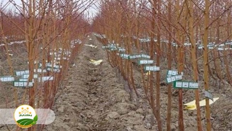 موضوع-مبحث-نهال-بخش-اول-مهمان-دوم