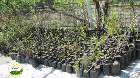 موضوع-مبحث-نهال-بخش-اول-مهمان-سوم