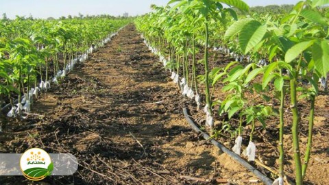 موضوع-مبحث-نهال-بخش-سوم-مهمان-دوم