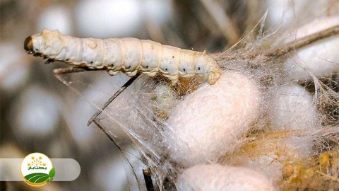 احیا-و-توسعه-نوغانداری-بخش-اول-مهمان-سوم