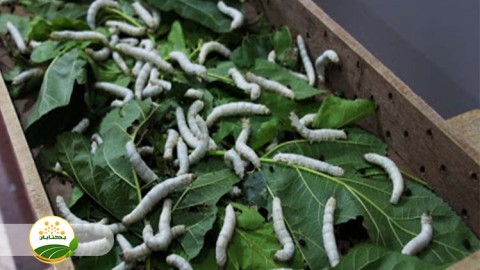 احیا-و-توسعه-نوغانداری-بخش-دوم-مهمان-سوم