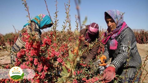 اشتغال-و-ارتقای-توانمندی-زنان-روستایی-بخش-هفتم-مهمان-اول
