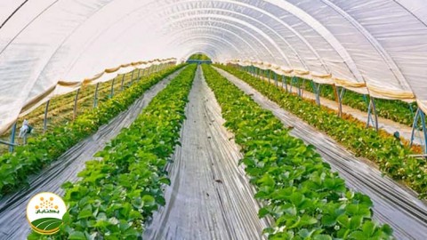 موضوع-گلخانه-بخش-دوم