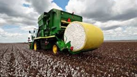 برداشت-مکانیزه-پنبه