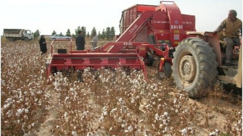 غوزه-چین-پنبه